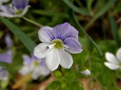 Rozrazil nitkovitý (Veronica filiformis Sm.) - šestičetný květ (1)