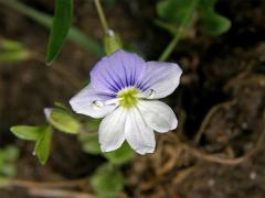 Rozrazil nitkovitý (Veronica filiformis Sm.) - šestičetný květ (2)