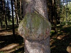 Smrk ztepilý (Picea abies (L.) Karsten) (2a) s nádorem na kmeni