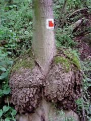 Smrk ztepilý (Picea abies (L.) Karsten) (3) s nádorem na kmeni