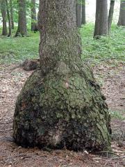 Smrk ztepilý (Picea abies (L.) Karsten) (4) s nádorem na kmeni