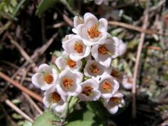 Brusnice brusinka (Vaccinia vitis-idaea L.)
