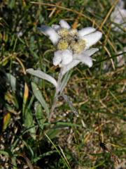 Plesnivec (Leontopodium Cass.)