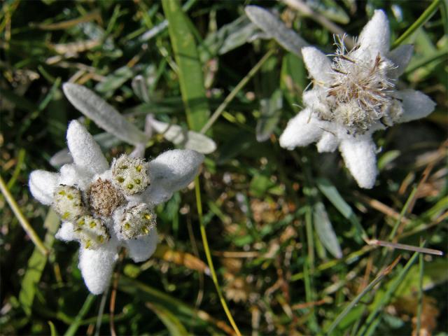 Plesnivec alpský (Leontopodium alpinum Cass.)