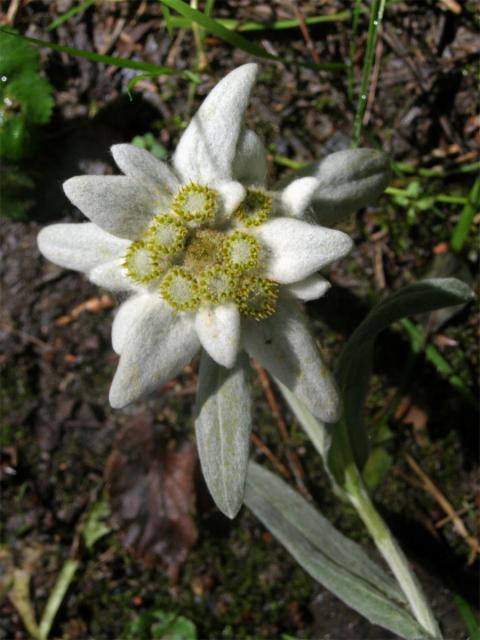 Plesnivec alpský (Leontopodium alpinum Cass.)