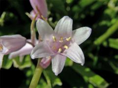 Hyacintovec španělský (Hyacinthoides hispanica (Mill.) Rothm.)