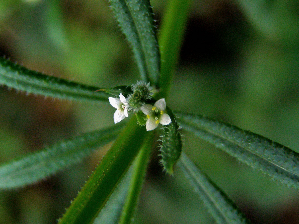 Svízel přítula (Galium aparine L.)