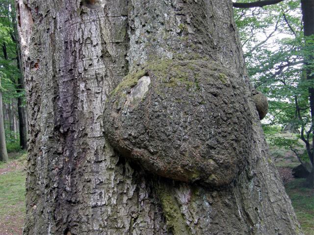 Nádor na buku lesním (Fagus sylvatica L.) (1a)