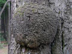 Nádor na buku lesním (Fagus sylvatica L.) (1b)