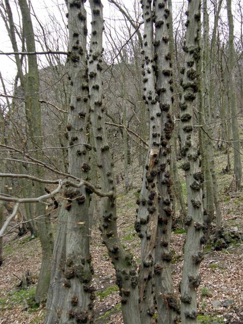 Nádor na habru obecném (Carpinus betulus L.) (3b)