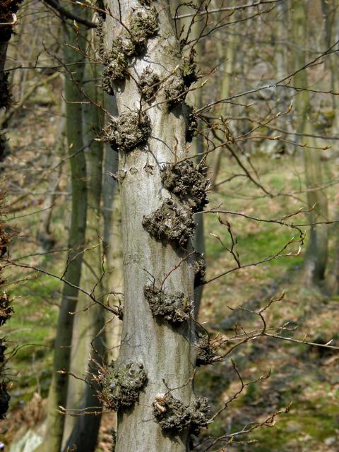 Nádor na habru obecném (Carpinus betulus L.) (3c)
