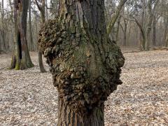 Nádor na dubu letním (Quercus robur L.) (2a)