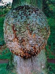 Nádor na dubu zimním (Quercus petraea (Matt.) Liebl.) (3b)