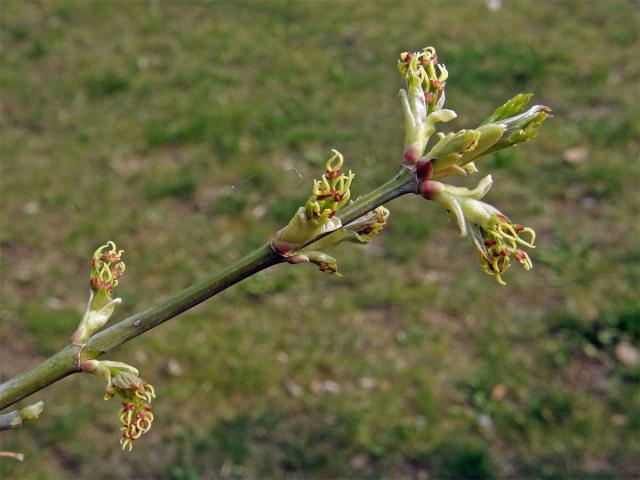 Javor jasanolistý (Acer negundo L.)