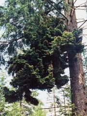 Čarověník na smrku ztepilém (Picea abies (L.) Karsten) (1)