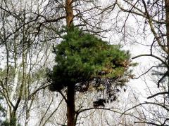 Čarověník na borovici lesní (Pinus sylvestris L.) (4)