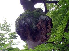 Nádor na buku lesním (Fagus sylvatica L.) (2b)