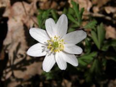 Sasanka hajní (Anemone nemorosa L.) - devítičetný květ (1)