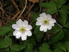 Sasanka hajní (Anemone nemorosa L.) - vícečetné květy (1)