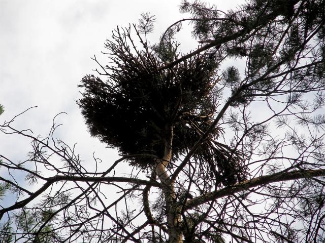 Čarověník na borovici lesní (Pinus sylvestris L.) (5)