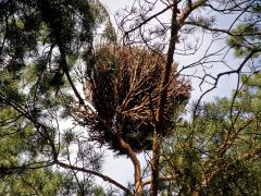 Čarověník na borovici lesní (Pinus sylvestris L.) (5)