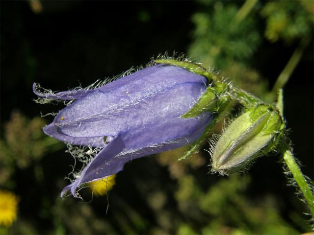 Zvonek vousatý (Campanula barbata L.)