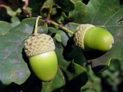 Dub letní (Quercus robur L.)
