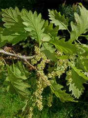 Dub zimní (Quercus petraea (Matuschka) Liebl.)