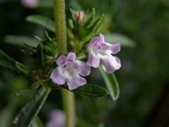 Saturejka zahradní (Satureja hortensis L.)