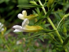 Konitrud lékařský (Gratiola officinalis L.)