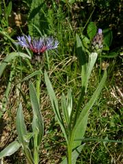 Chrpa chlumní (Centaurea triumfettii All.)