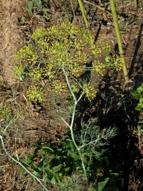 Kopr vonný (Anethum graveolens L.)
