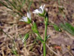 Rožec obecný (Cerastium holosteroides Fries)