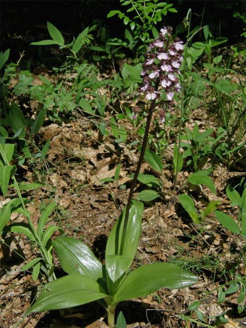 Vstavač nachový (Orchis purpurea Huds.)