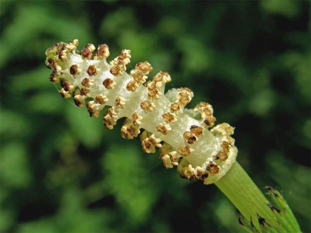 Přeslička poříční (Equisetum fluviatile L.)