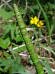 Přeslička poříční (Equisetum fluviatile L.)