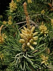 Borovice Banksova (Pinus banksiana Lamb.)