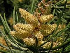 Borovice Banksova (Pinus banksiana Lamb.)