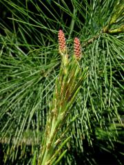 Borovice vejmutovka (Pinus strobus L.)   