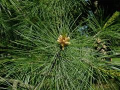 Borovice vejmutovka (Pinus strobus L.)