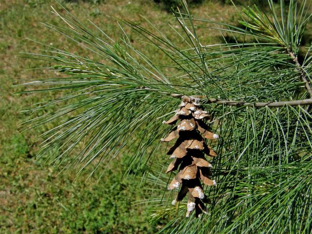 Borovice vejmutovka (Pinus strobus L.)