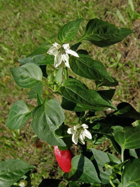 Paprika setá (Capsidum annuum L.)