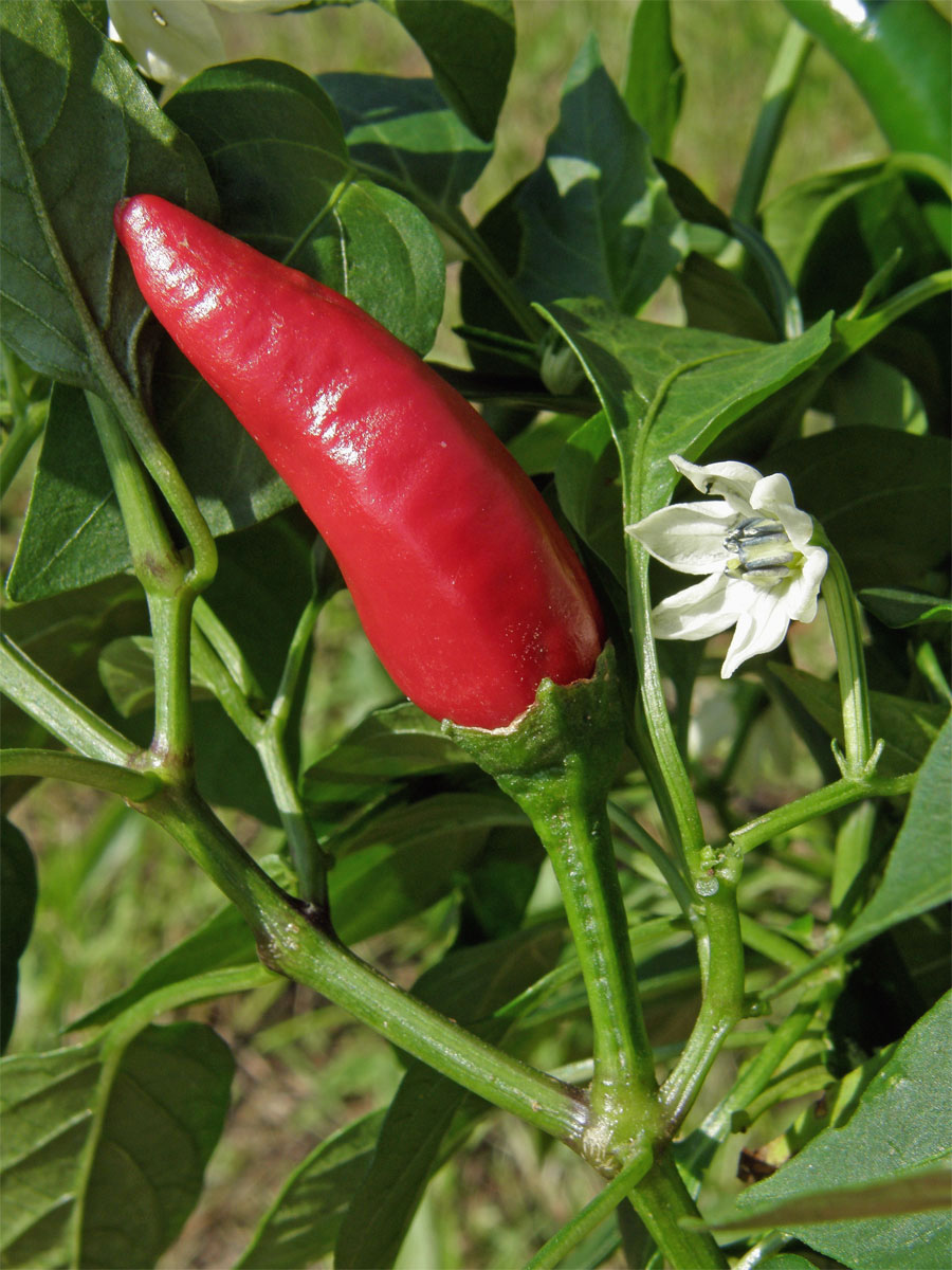 Paprika setá (Capsidum annuum L.)