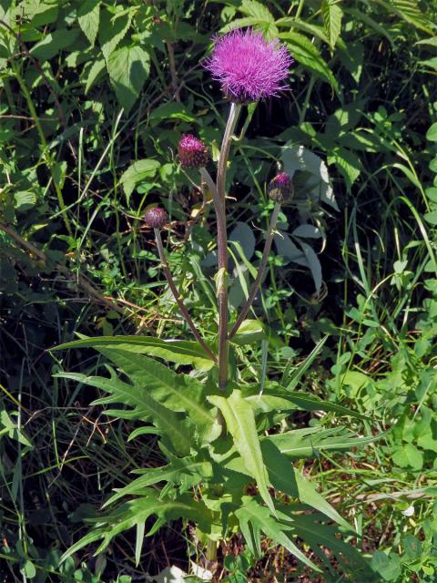 Pcháč různolistý (Cirsium heterophyllum (L.) Hill)
