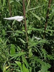 Pcháč různolistý (Cirsium heterophyllum (L.) Hill)