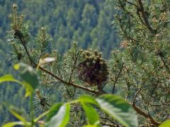 Čarověník na borovici lesní (Pinus sylvestris L.) (6)