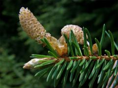 Smrk ztepilý (Picea abies (L.) Karsten)
