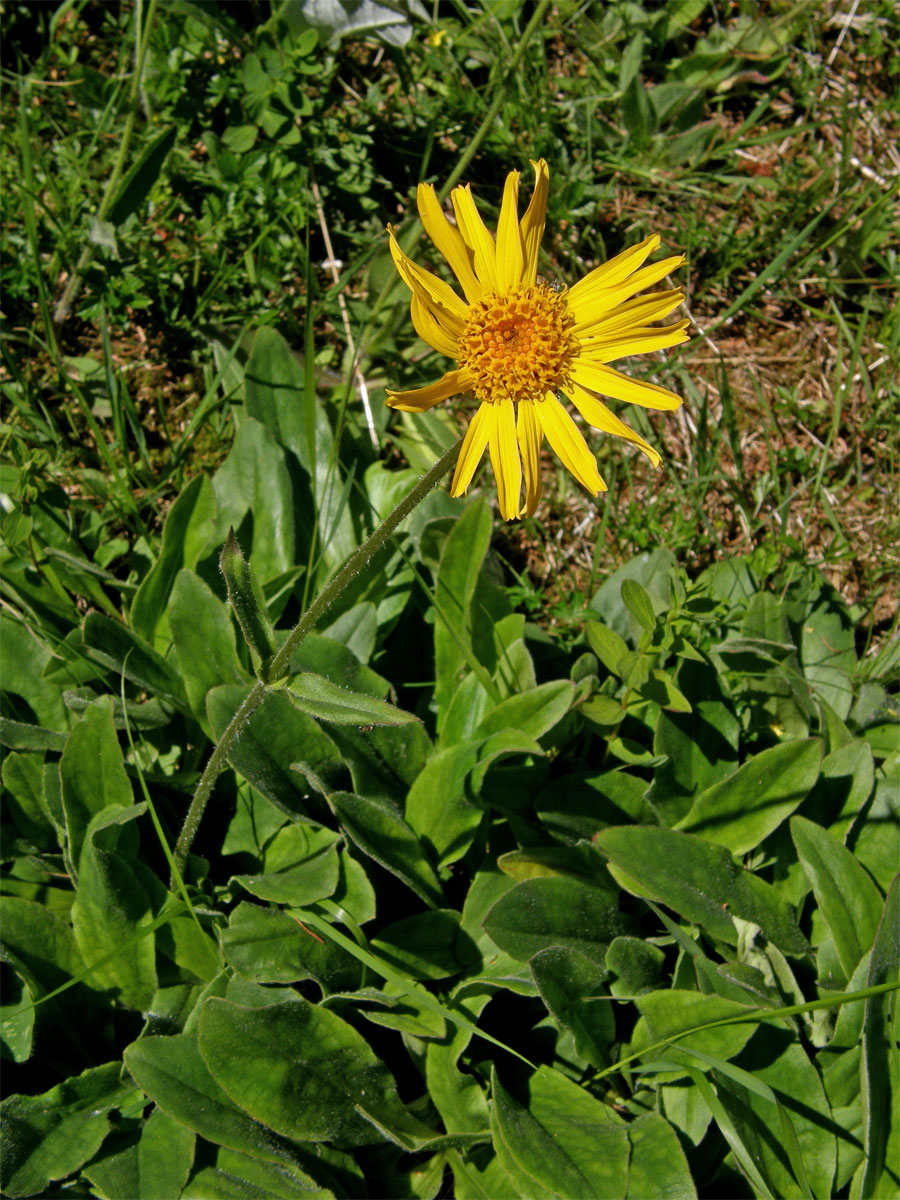 Prha arnika (chlumní) (Arnica montana L.)
