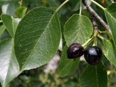 Mahalebka obecná (Prunus mahaleb L.)