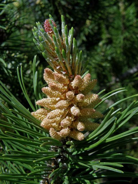 Borovice kleč (Pinus mugo Turra)